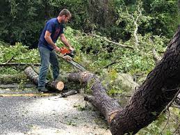 How Our Tree Care Process Works  in  Spring Park, MN